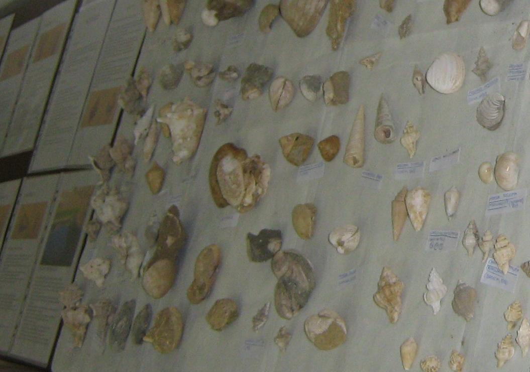 Festa erbe palustri (+ mostra fossili)